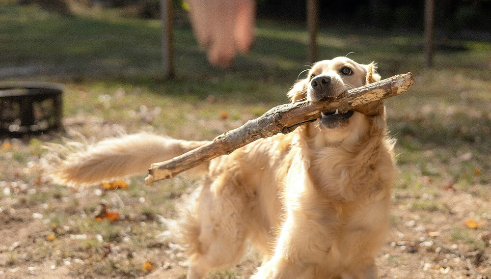 Felnőtt golden retriever játék közben a kertben