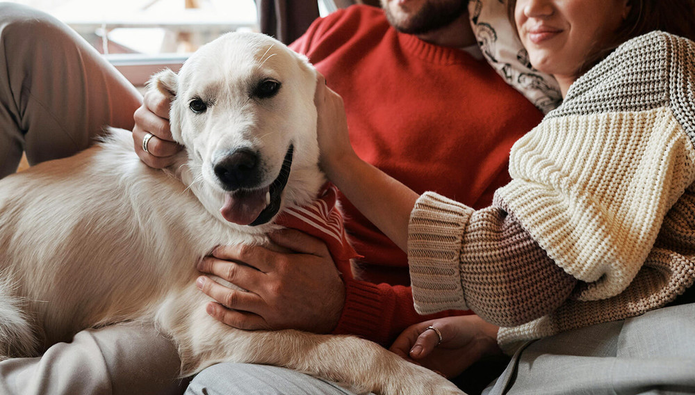 Golden retriever: életre szóló barát