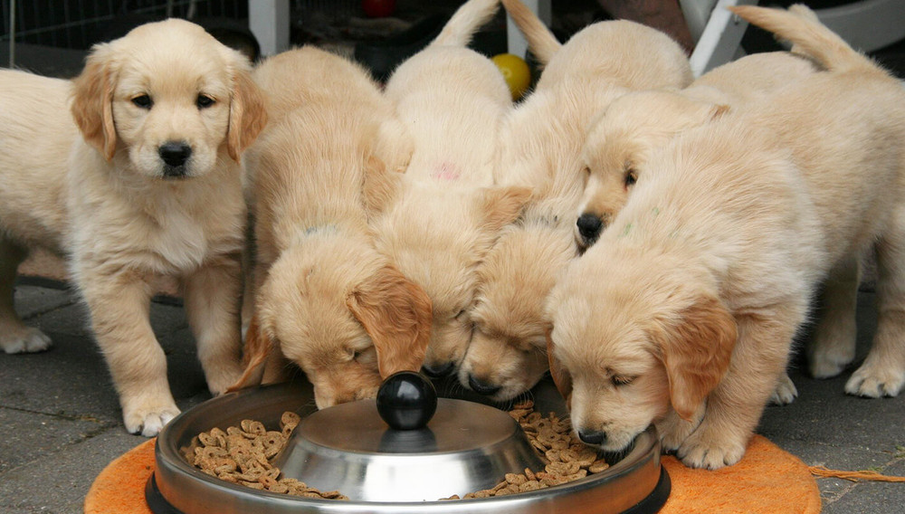 Golden retriever kölyök etetése tálból