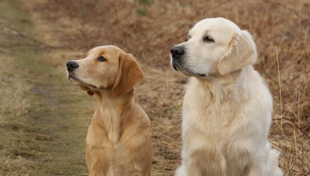 Különböző színű golden retrieverek egymás mellett