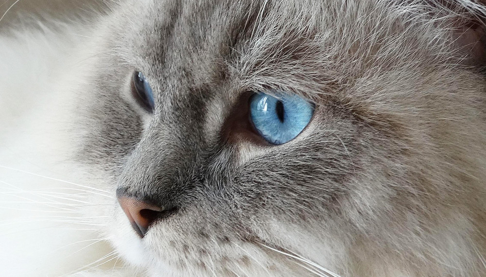 A jeges szemű ragdoll