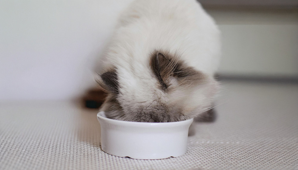 A ragdoll étrendje