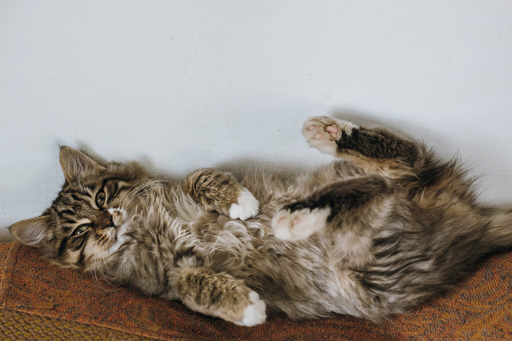 Felnőtt maine coon macska súlymérése