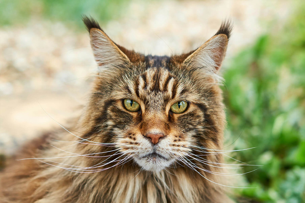 Óriás testű maine coon macska portréja