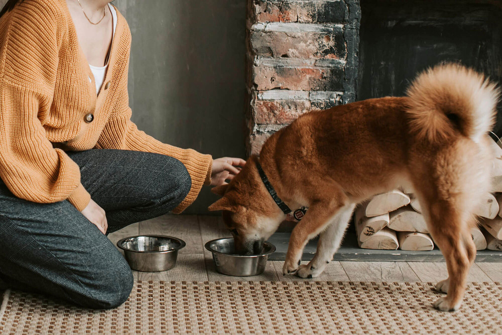 Shiba inu kutya etetése természetes eledellel