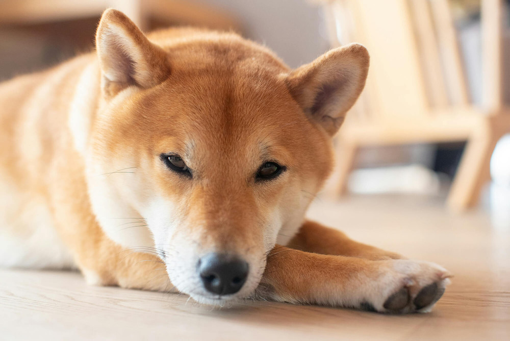 Shiba inu kutyafajta
