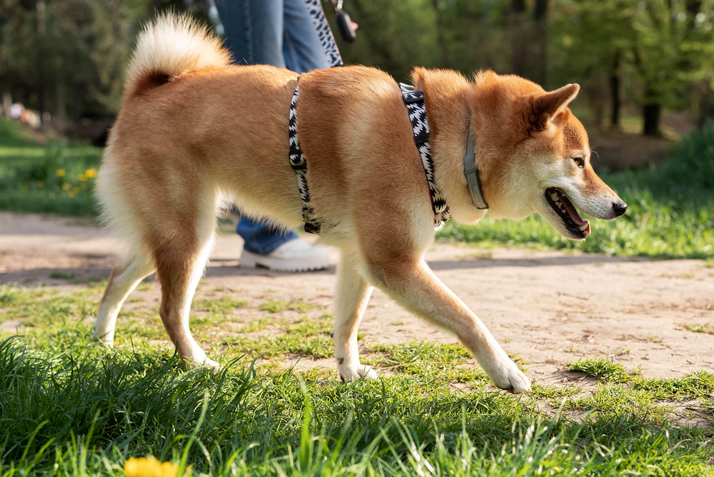 Shiba inu kutya mérete felnőtt korban