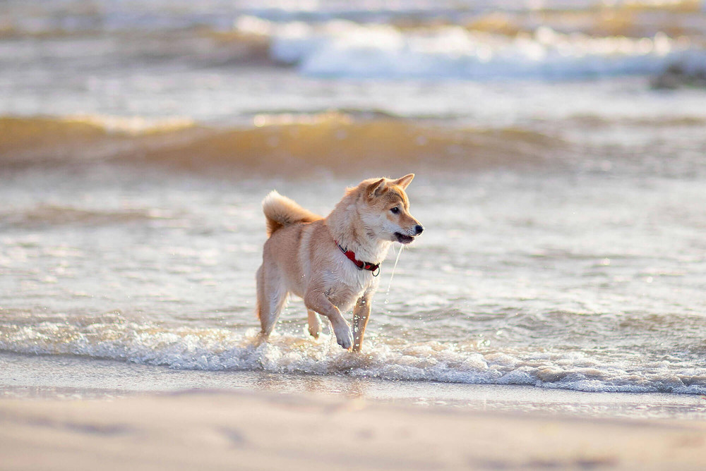 Shiba inu játék közben